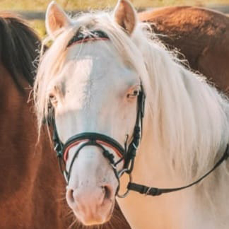 pony reitschule team caro