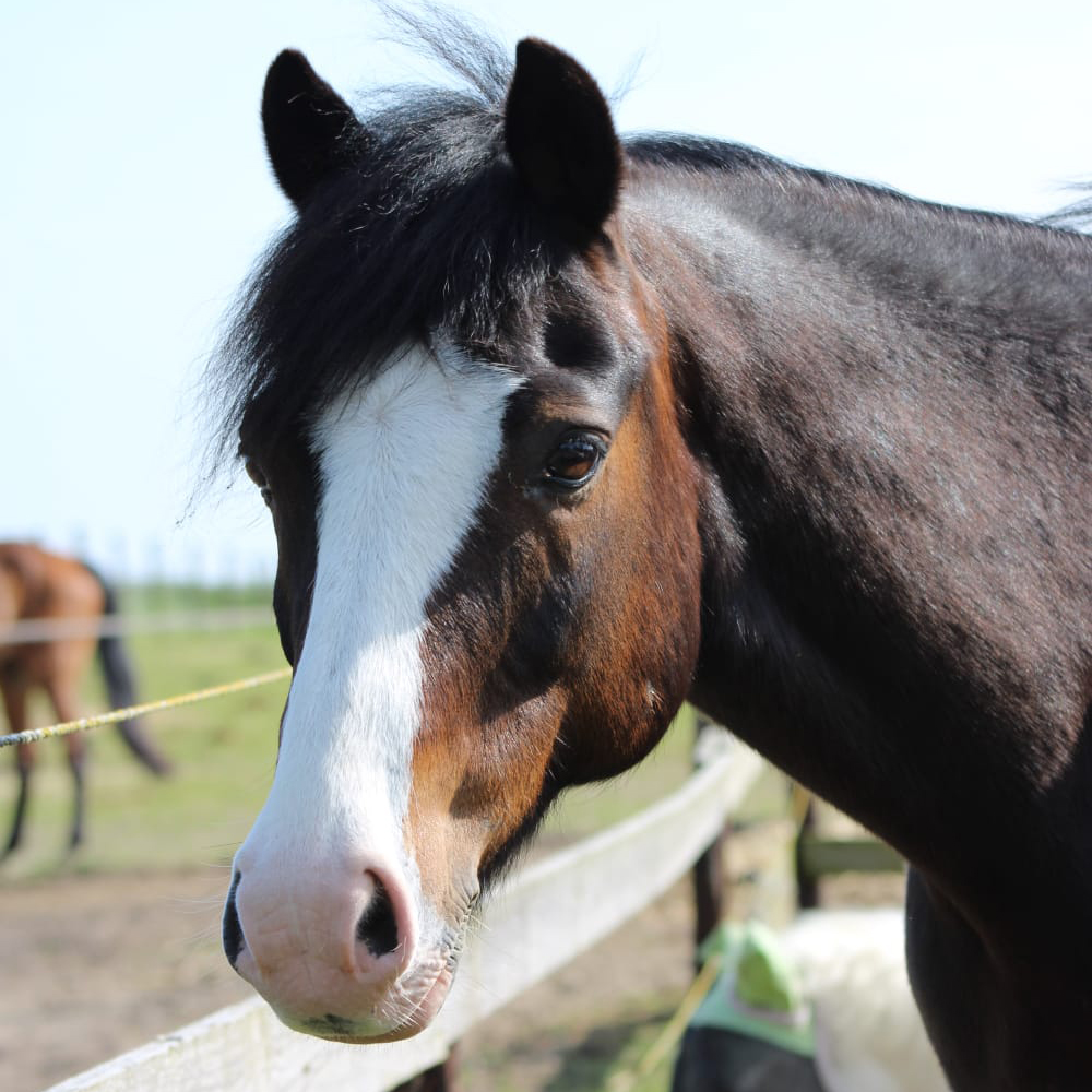 pony reitschule team caro