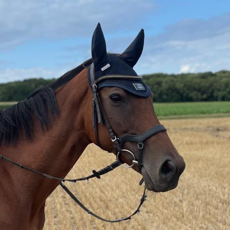 pony reitschule team caro