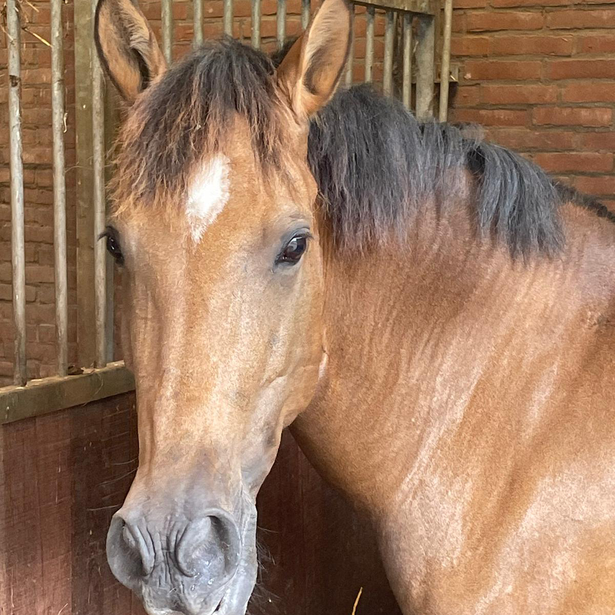 pony reitschule team caro