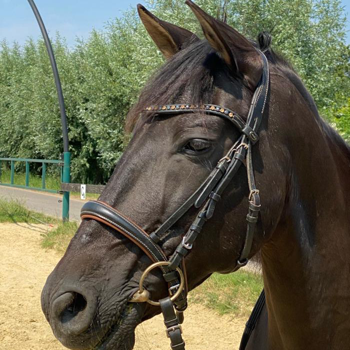 pony reitschule team caro