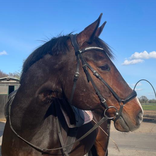 turnier reiten