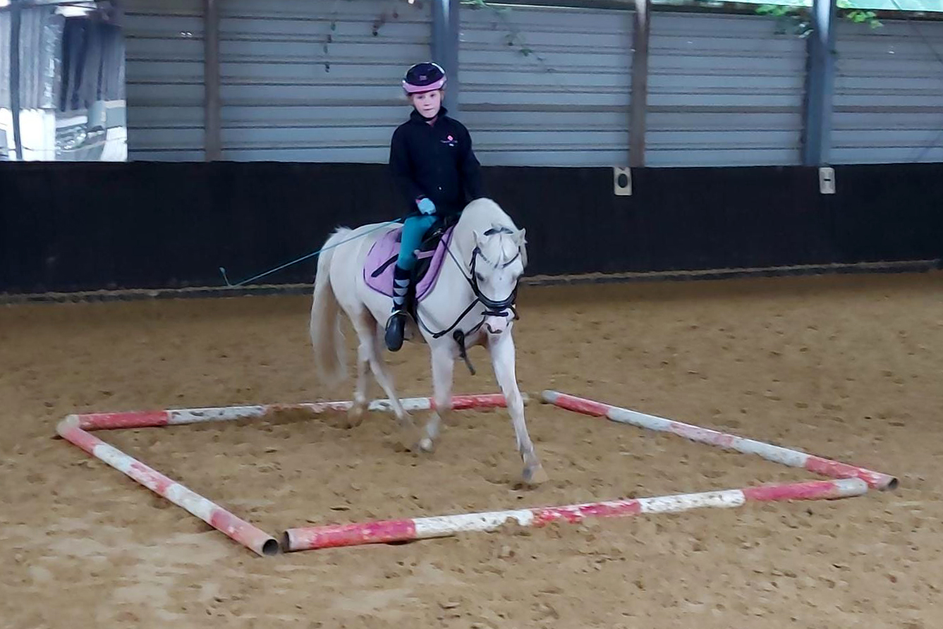 turnier dressur springen
