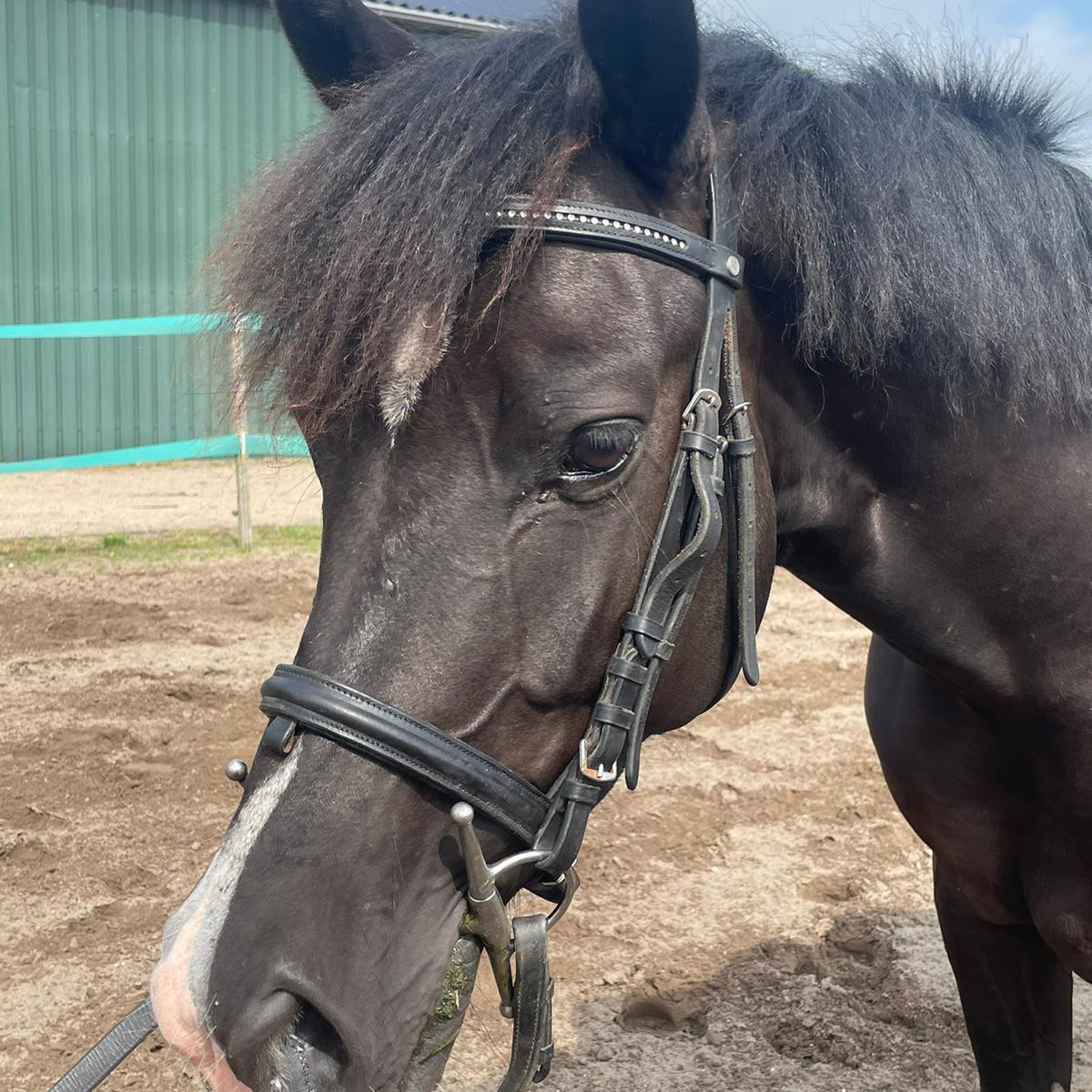 pony reitschule team caro