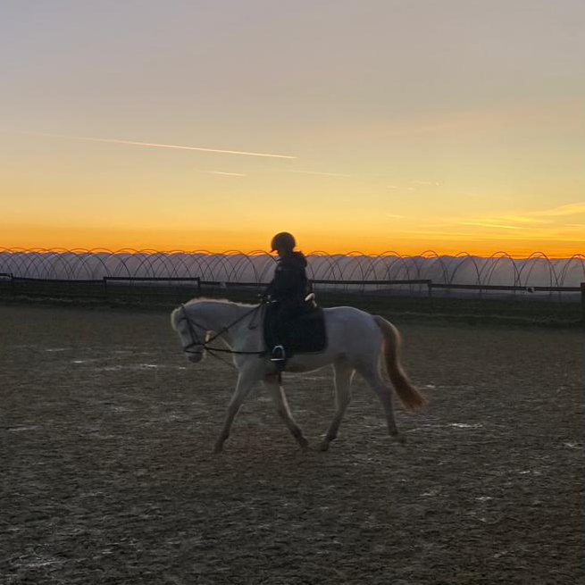 einzelstunde reiten