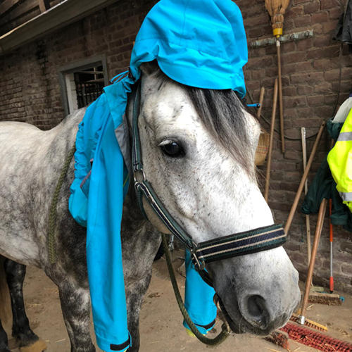 conemara pony reiten