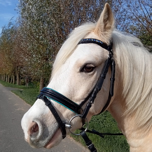 ausreiten kempen