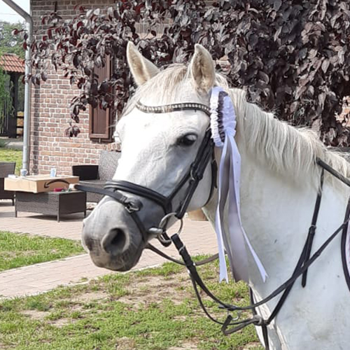 pony kleinkind