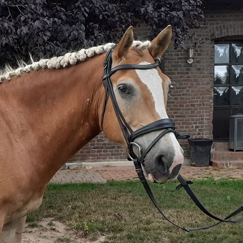 haflinger reitschule
