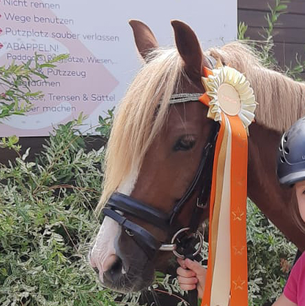 reiten lernen pony