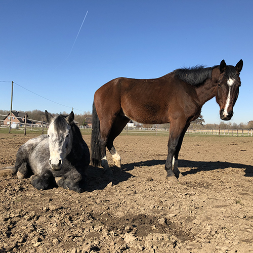 reitschule wachtendonk team caro