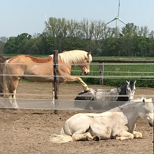 reitschule team caro wachtendonk