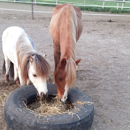 reitschule team caro kempen