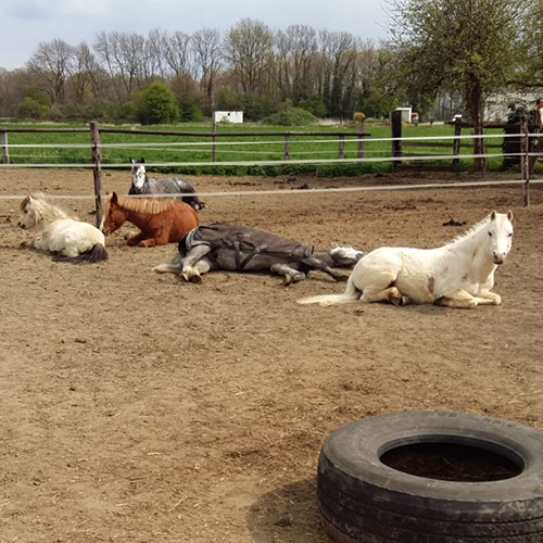 reitschule team caro wachtendonk