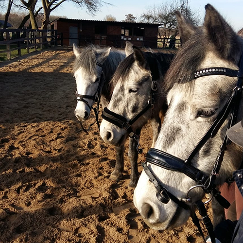 reitschule wachtendonk team caro