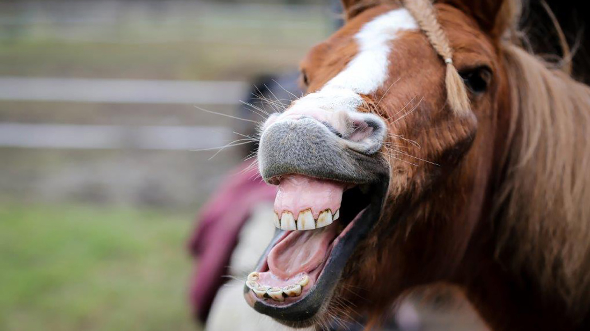 reiten kempen caro hell